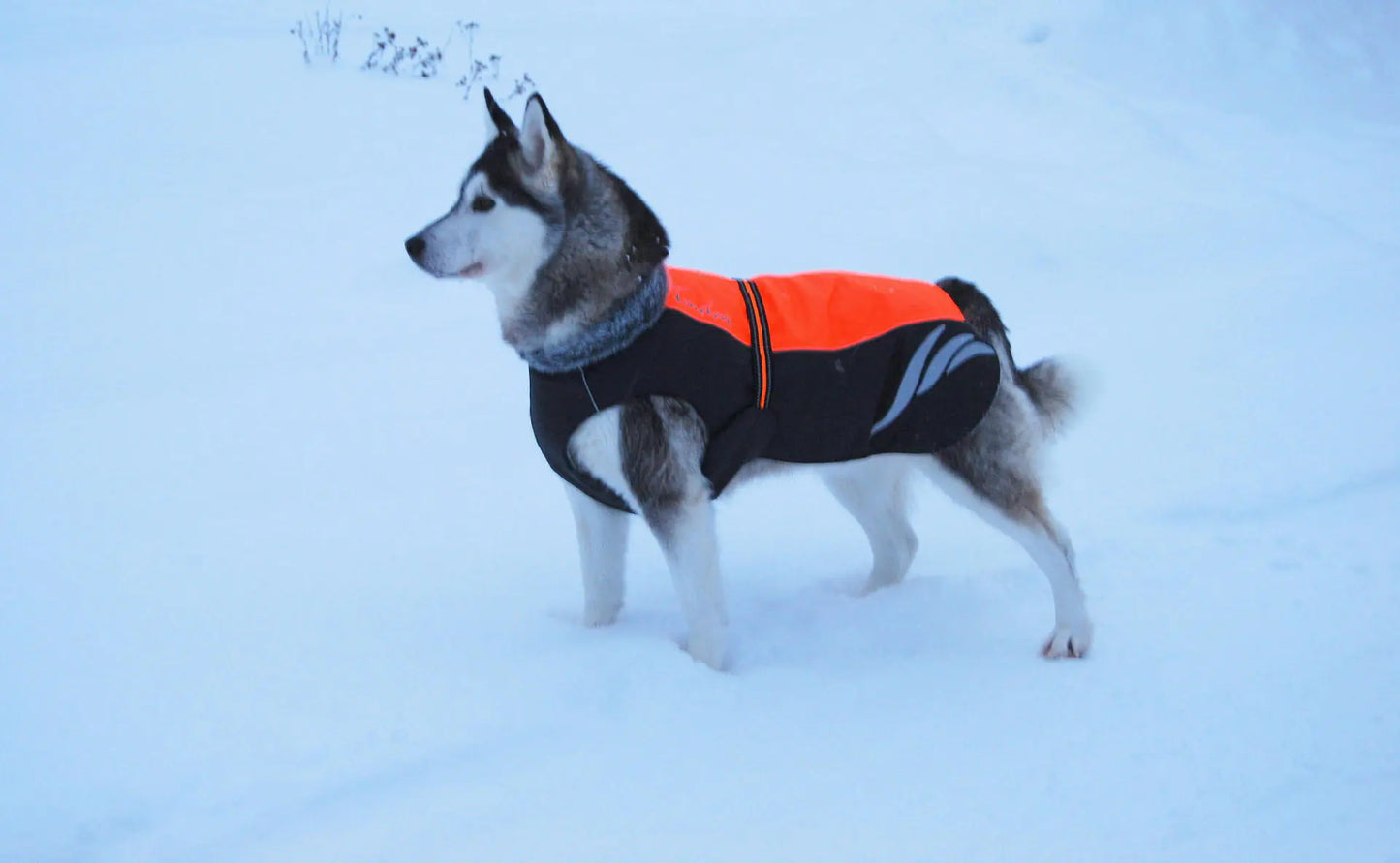 Trendy Winter Down Vest for Dogs